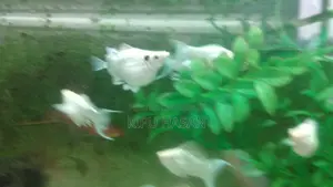 Balloon Molly Fish