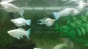 Balloon Molly Fish