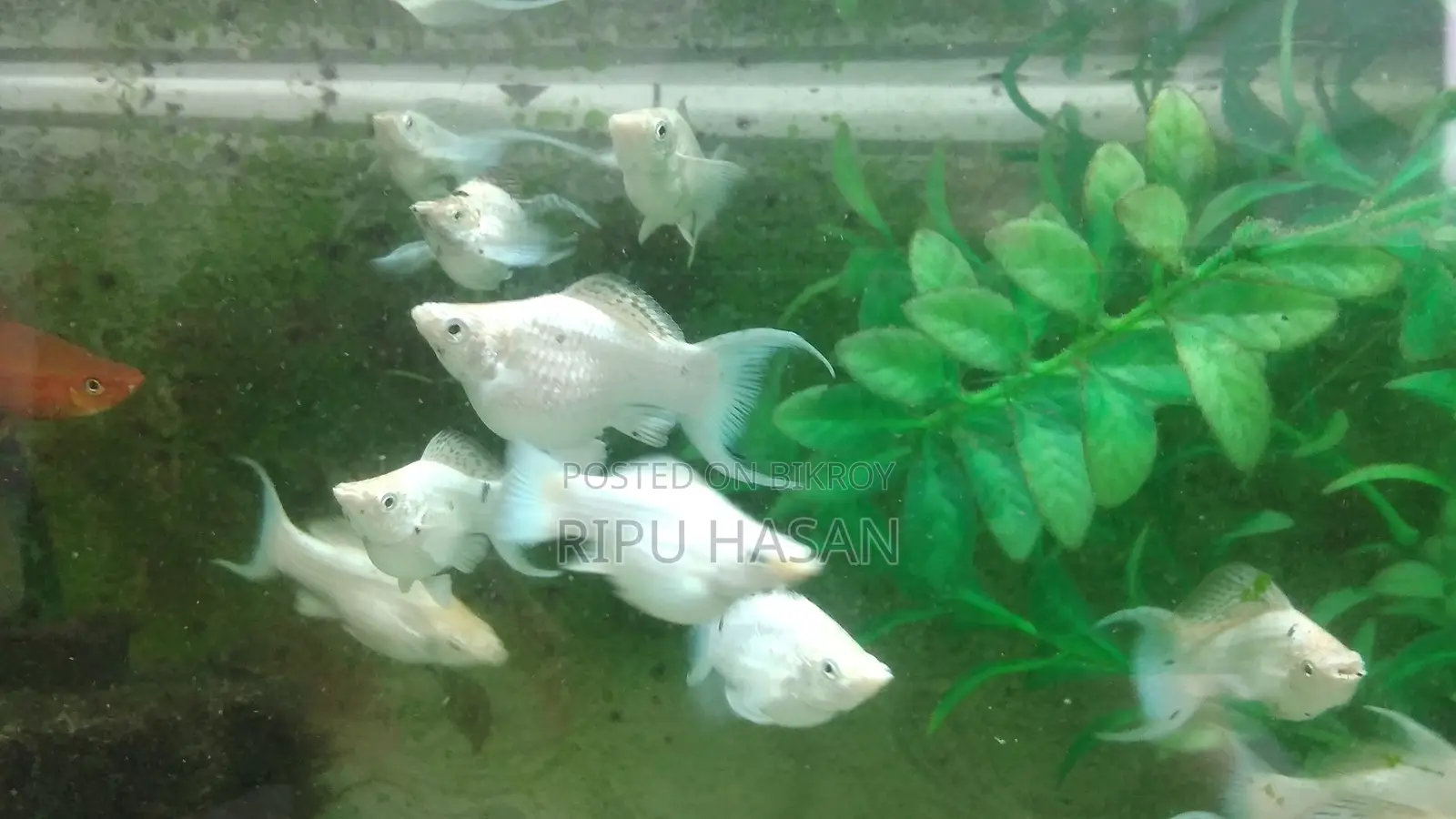 Balloon Molly Fish