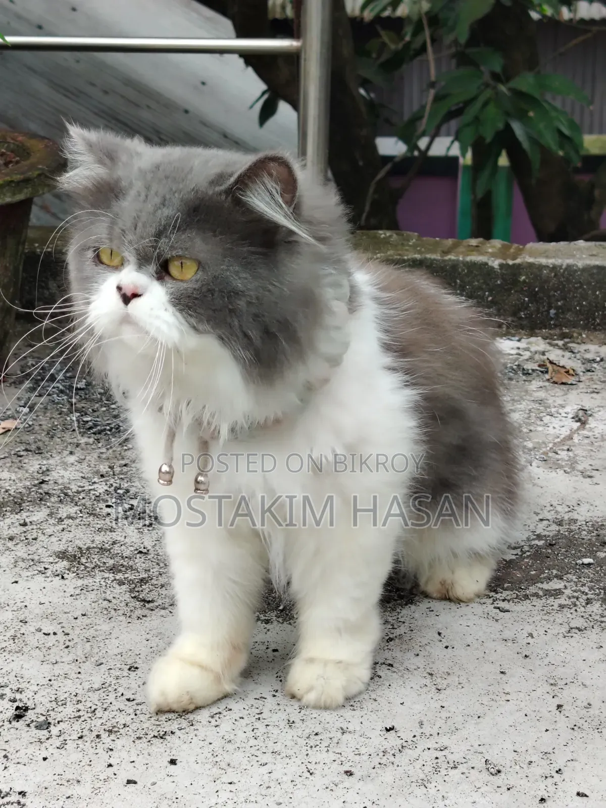 1+ Year Male Purebred Persian Cat