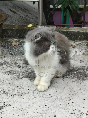 1+ Year Male Purebred Persian Cat