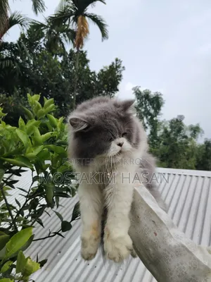 1+ Year Male Purebred Persian Cat