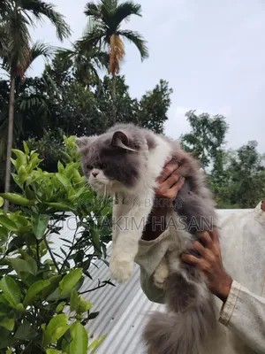 1+ Year Male Purebred Persian Cat