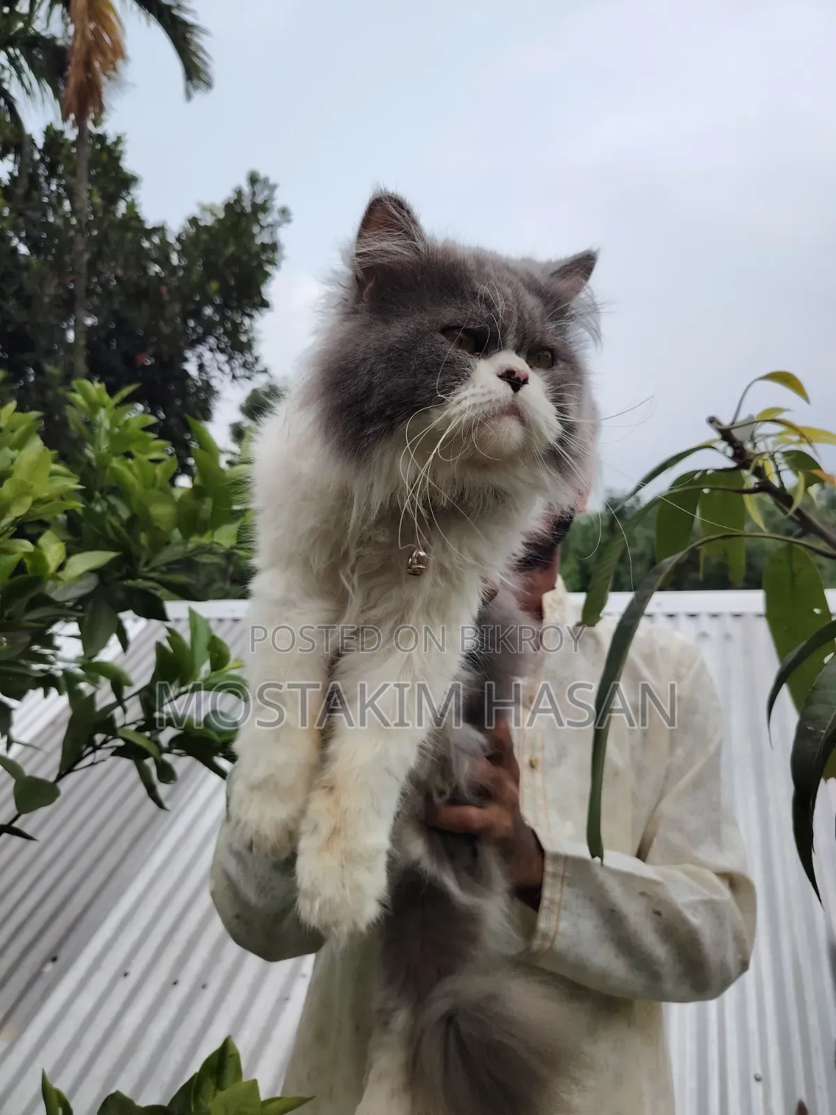 1+ Year Male Purebred Persian Cat