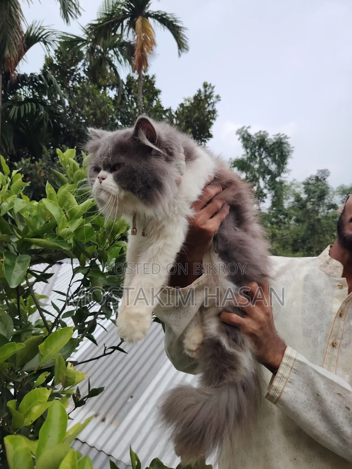 1+ Year Male Purebred Persian Cat