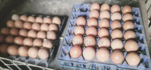 লেয়ারের বীজ ডিম