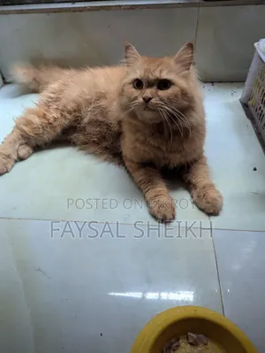 1-3 months Female Purebred Persian
