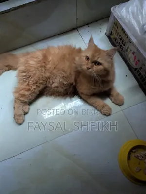 1-3 Months Female Purebred Persian