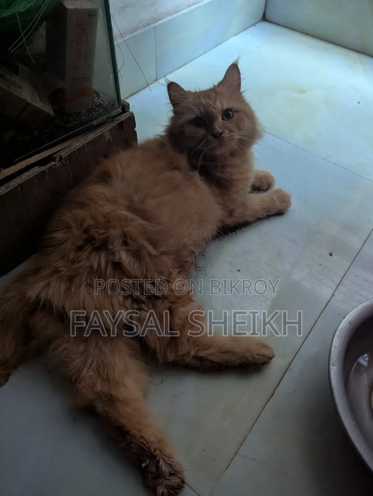 1-3 Months Female Purebred Persian