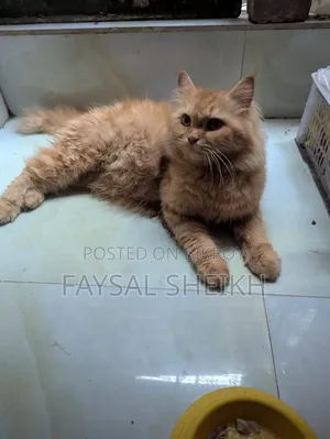 1-3 Months Female Purebred Persian