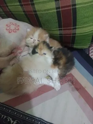 1-3 Months Female Purebred Persian