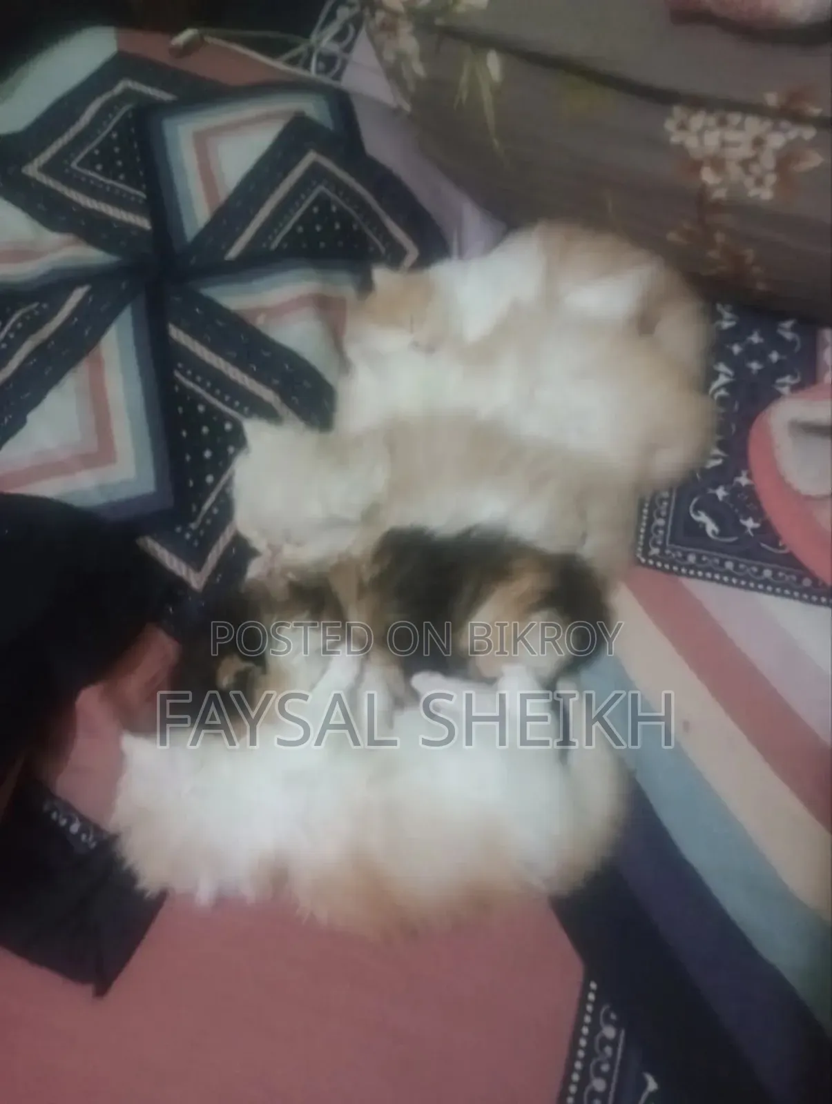 1-3 Months Female Purebred Persian