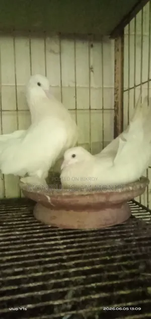 Peshwari Pigeon