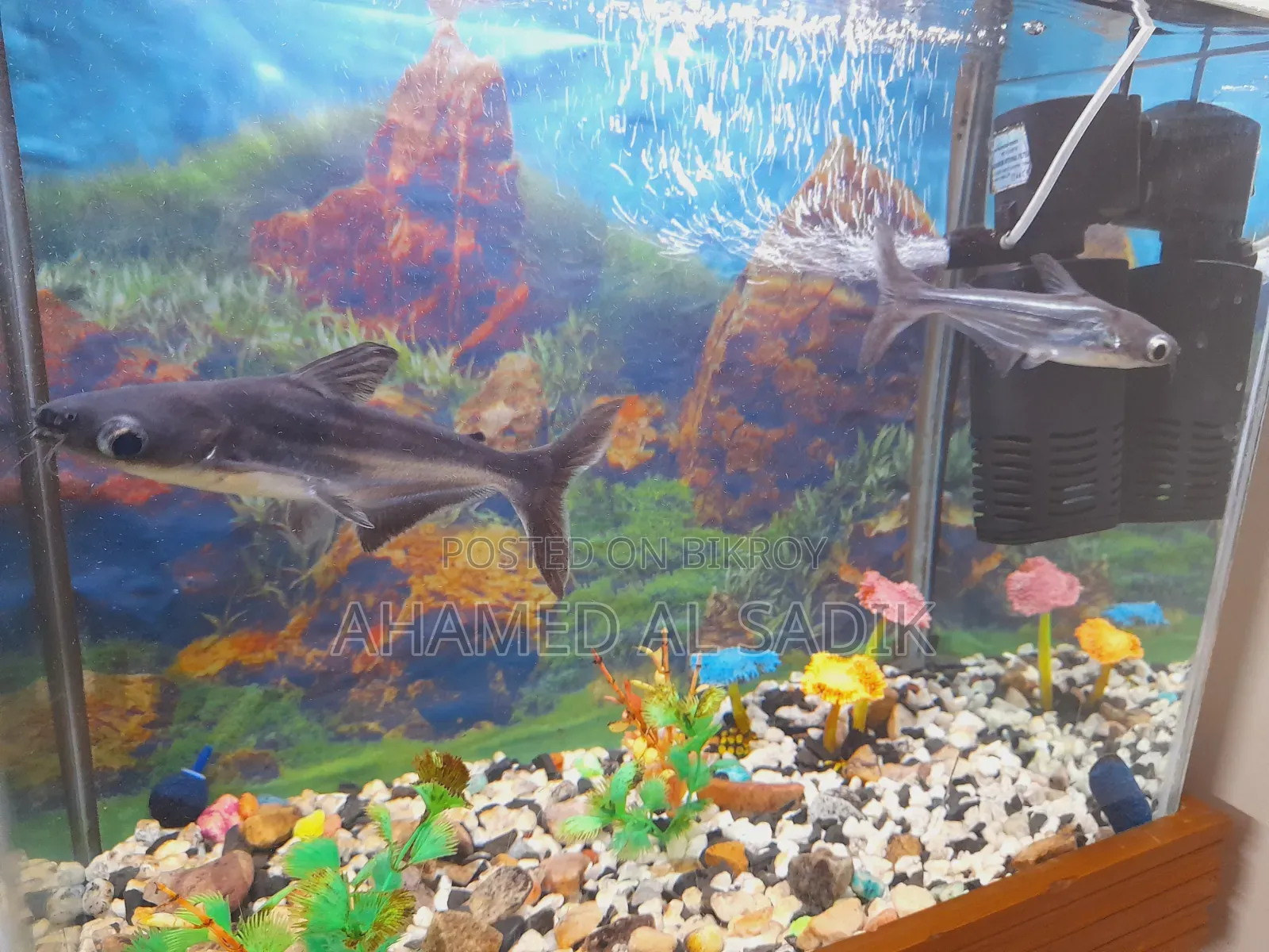 Fish Aqarium