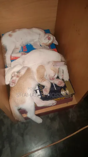 1-3 months Female Mixed Breed Bengal