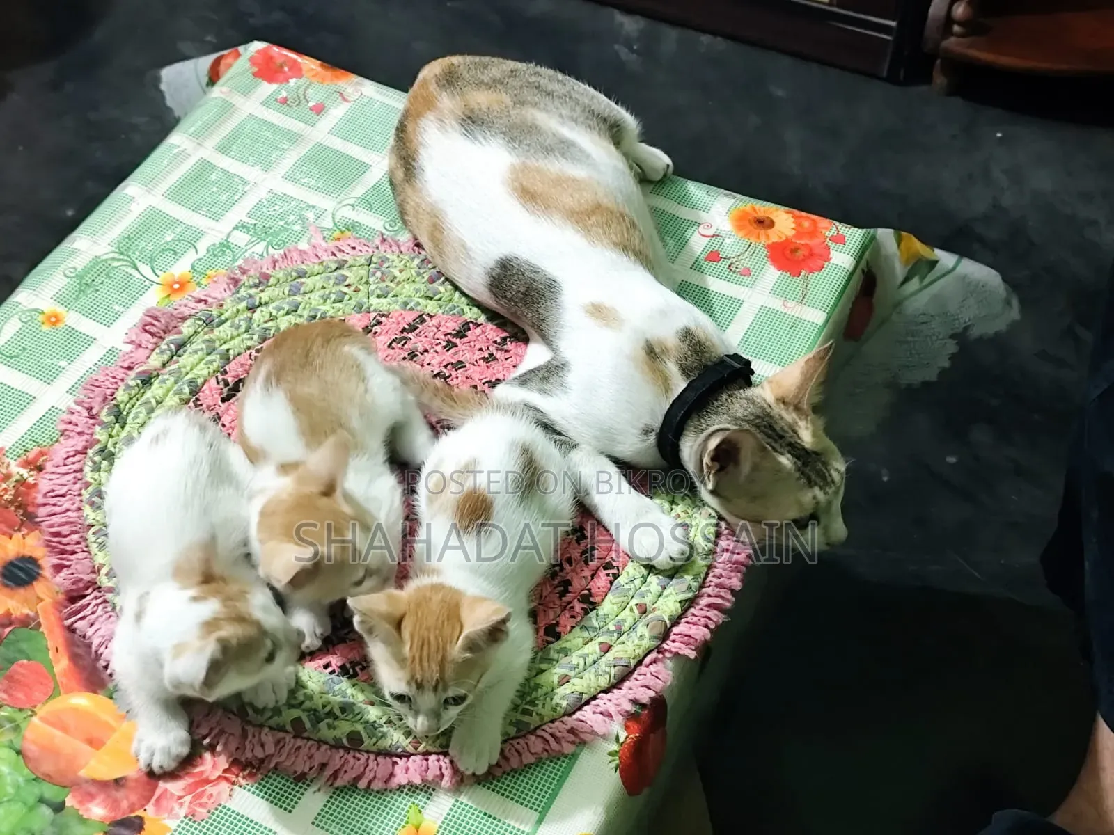 ১-৩ মাস বয়সী মিক্সড ব্রিড বেঙ্গল বিড়ালছানা (মাদি)