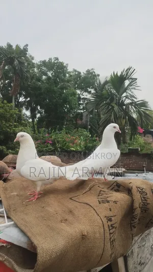 Indian Mada Pigeons