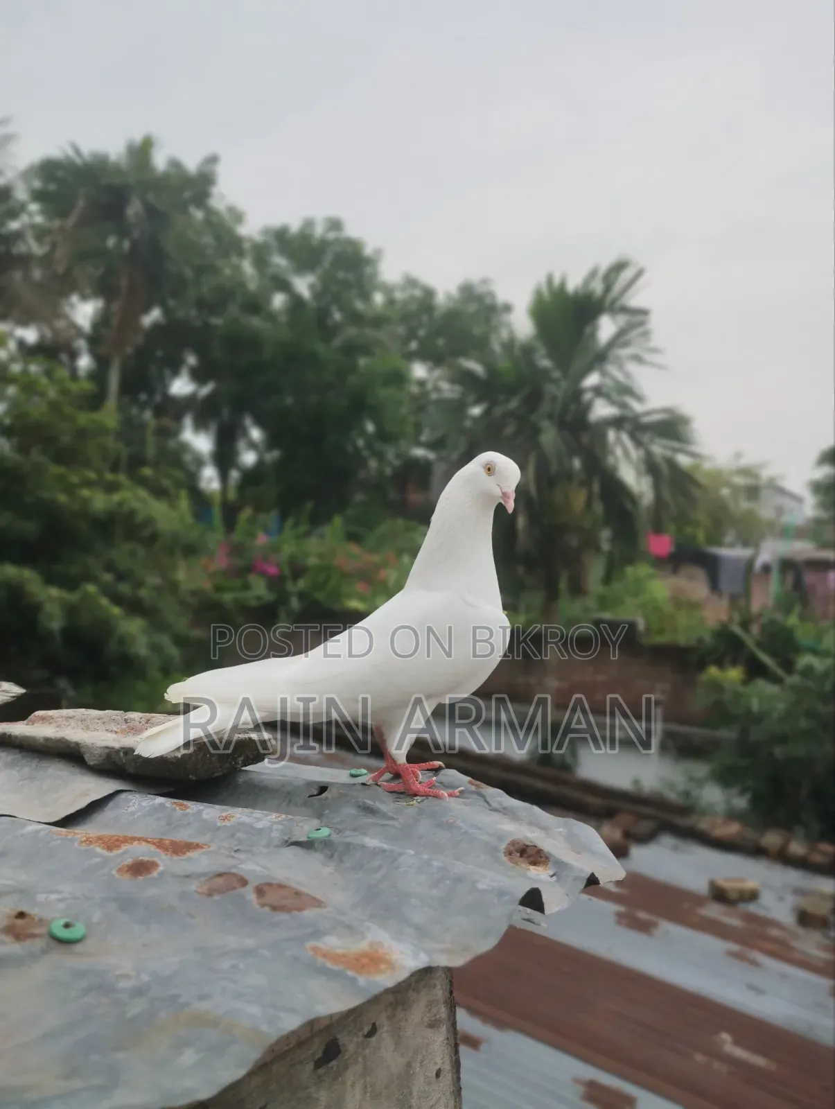Indian Mada Pigeons