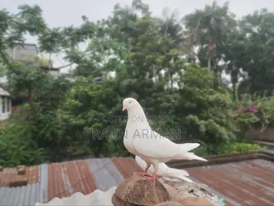 Indian Mada Pigeons