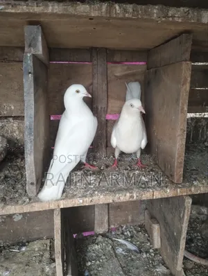 Indian Mada Pigeons