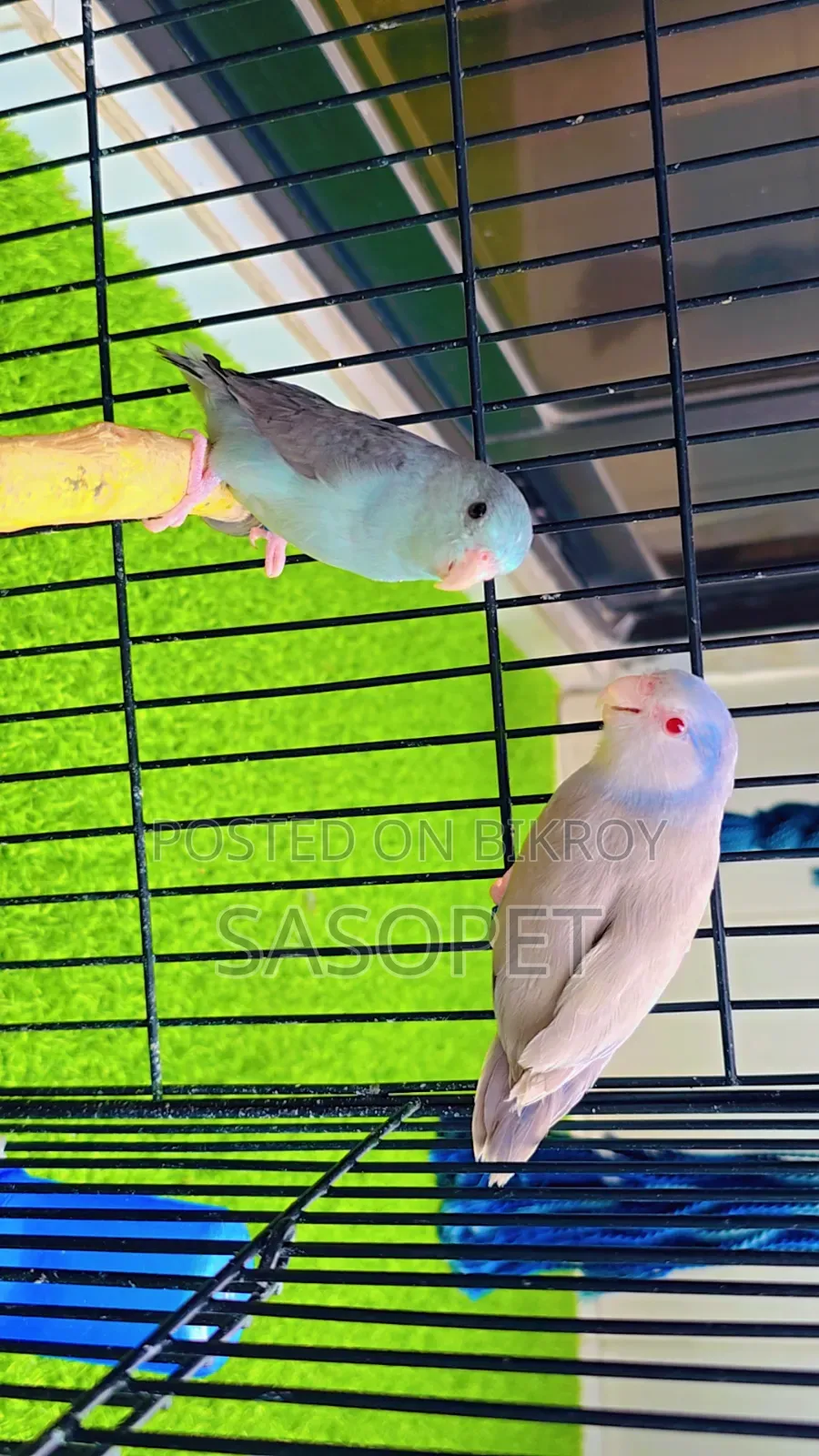 Cobalt Fallow Pair