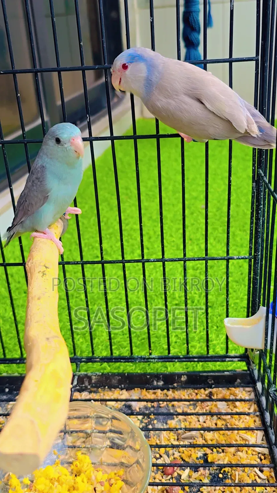 Cobalt Fallow Pair