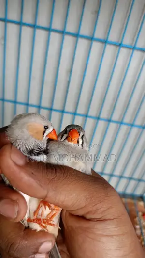 জেব্রা ফিঞ্চ প্রাপ্তবয়স্ক জোড়া