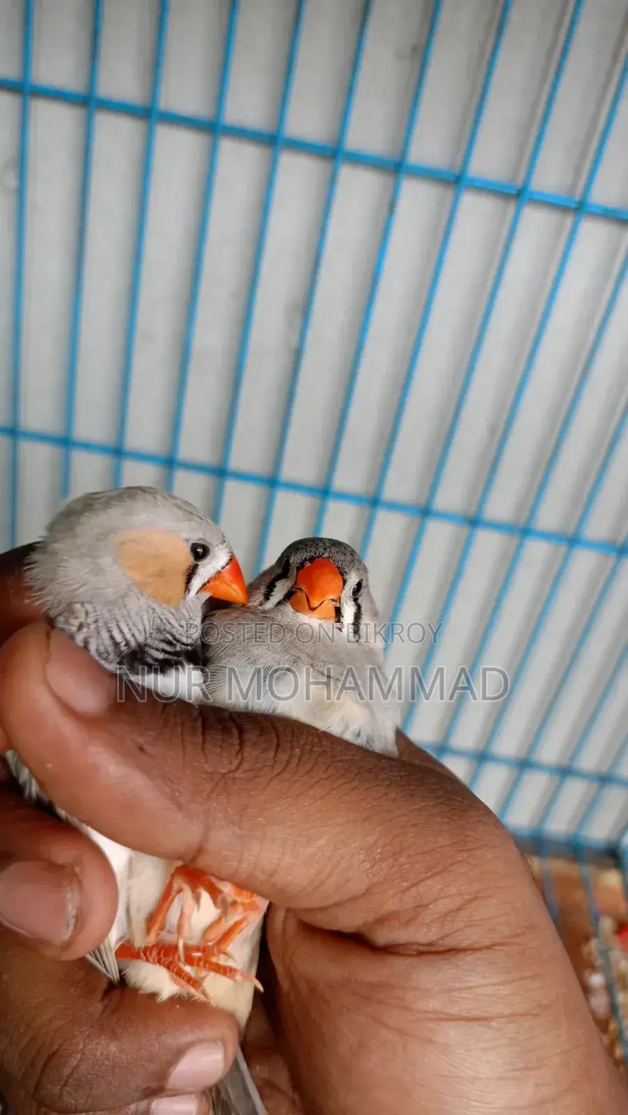 Zebra Finch Adult Pair
