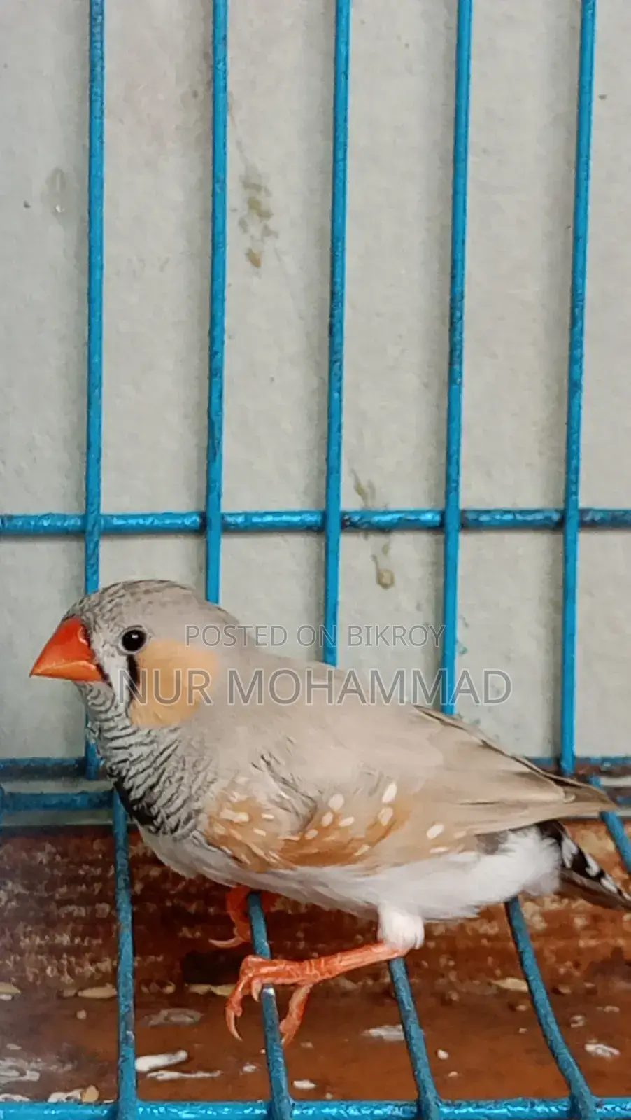 Zebra Finch Adult Pair