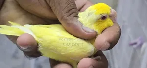Lotino Male