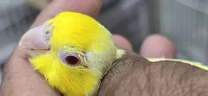 Lotino Male