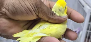 Lotino Male