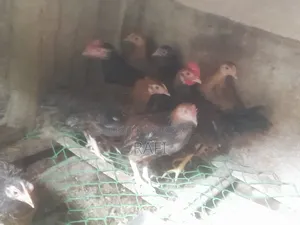 Desi Chicken Chicks