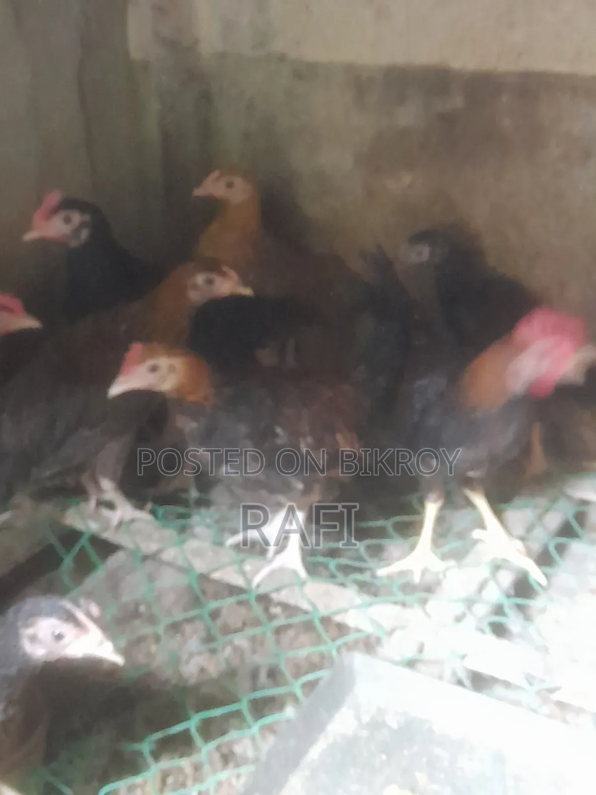 Desi Chicken Chicks