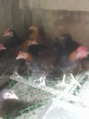 Desi Chicken Chicks