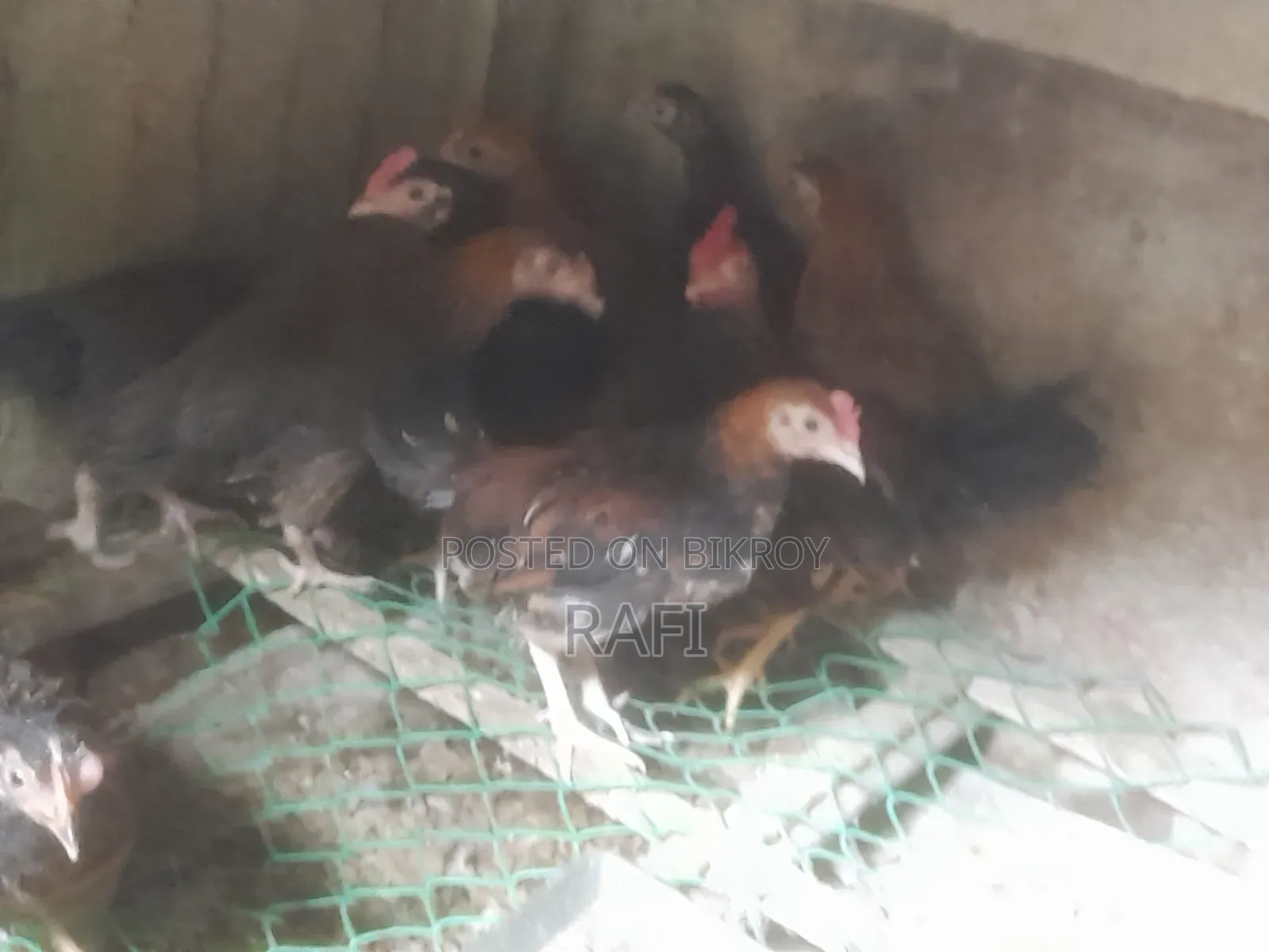 Desi Chicken Chicks