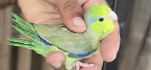 Green Split Ino Male
