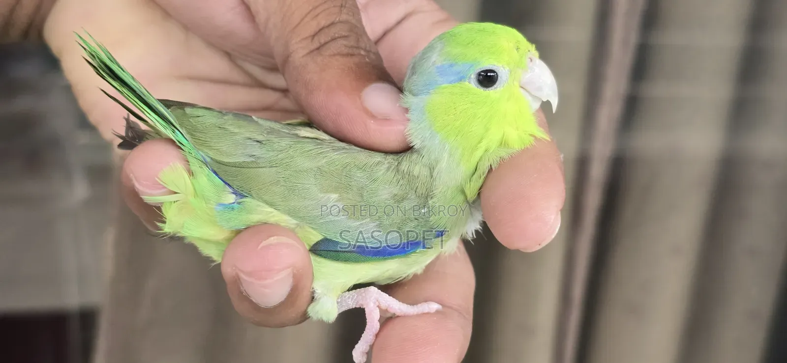 Green SPLT Ino Male