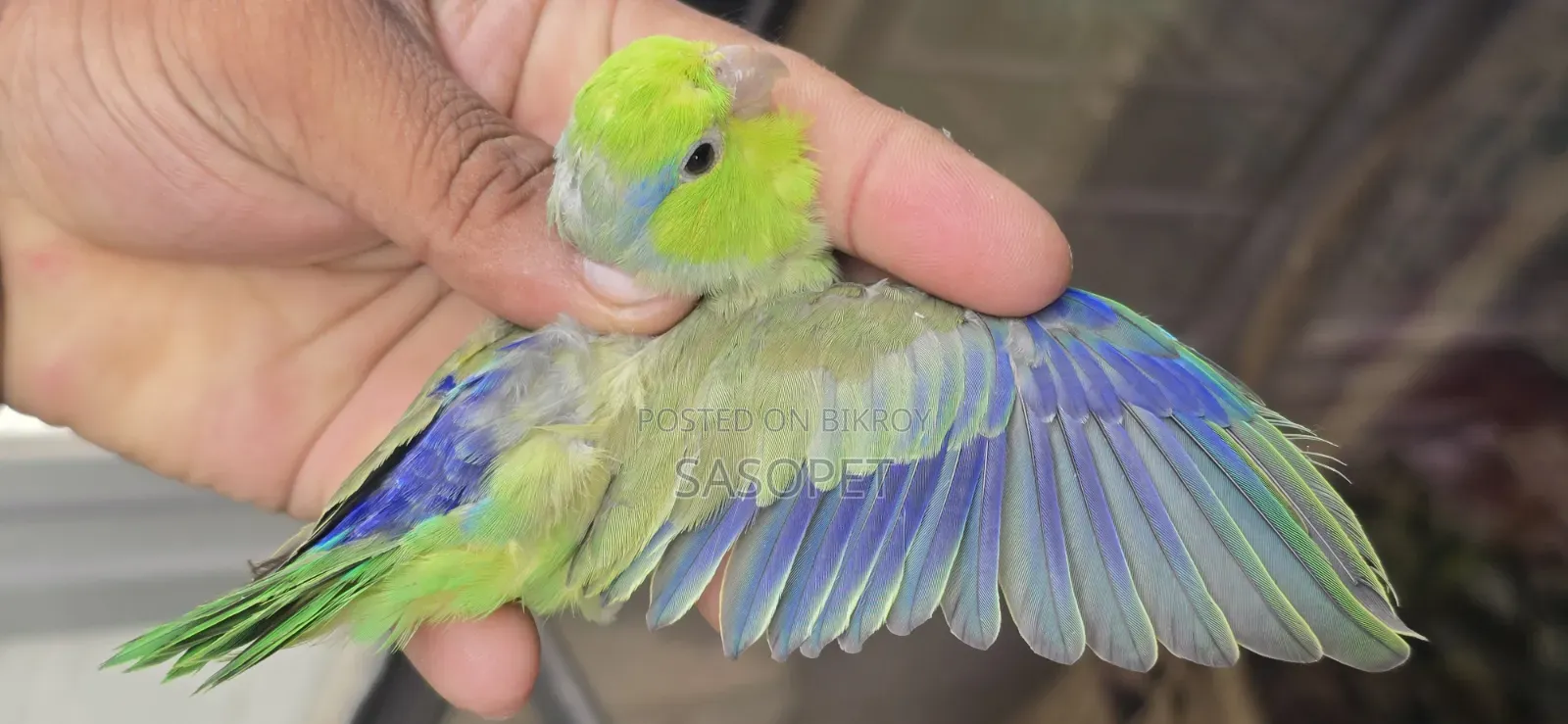 Green SPLT Ino Male