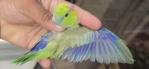 Green SPLT Ino Male