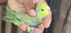 Green SPLT Ino Male