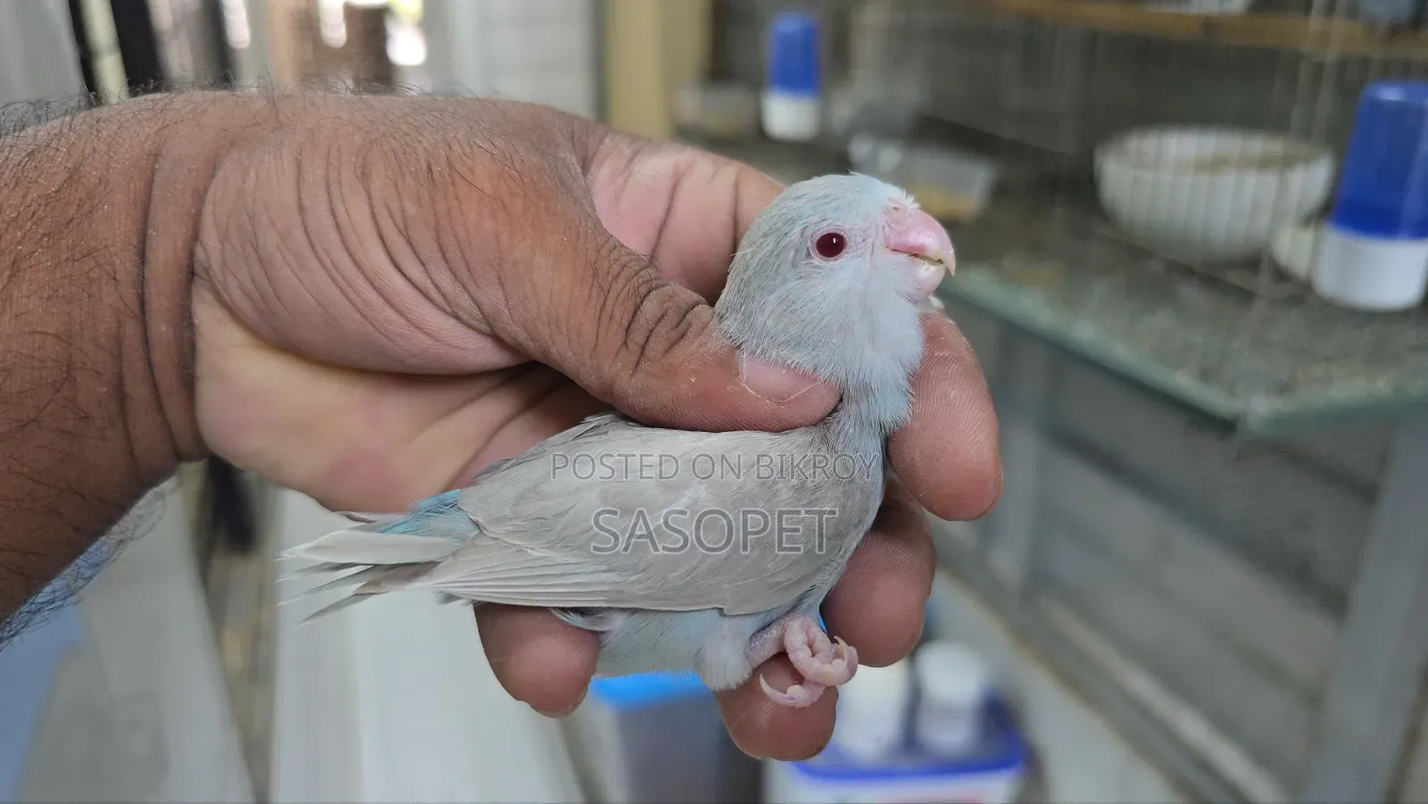 Blue Fallow Female