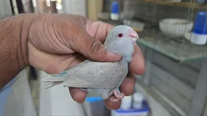 Blue Fallow Female