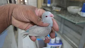 Blue Fallow Female