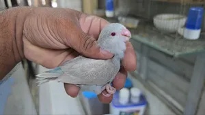 Blue Fallow Female