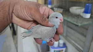 Blue Fallow Female
