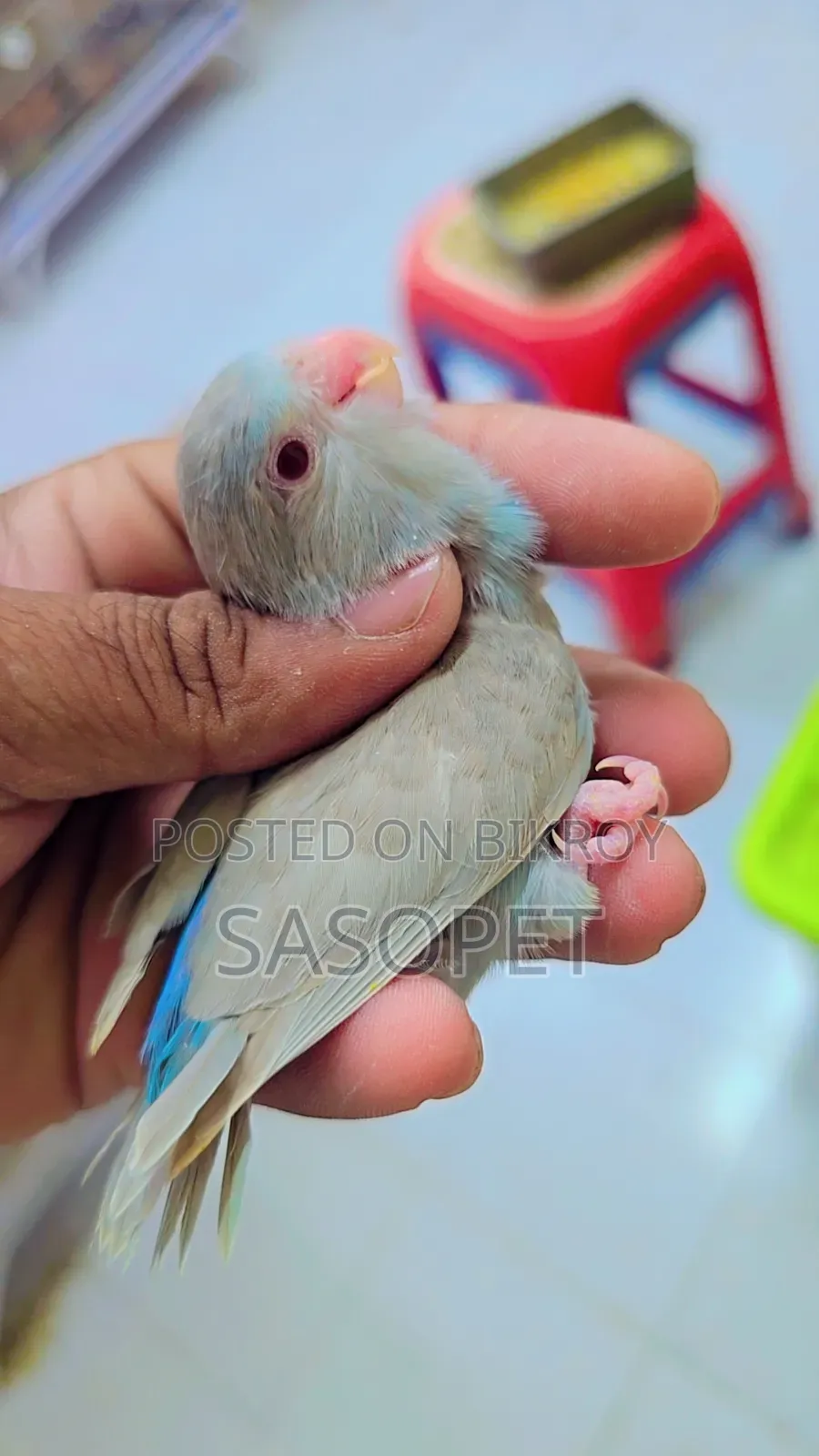 Blue Fallow Female