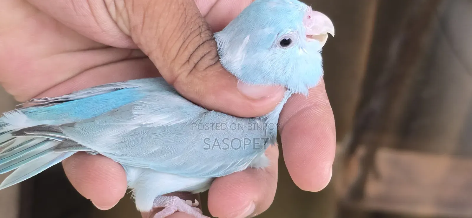 Blue Pied Split Fallow Female Self Feed