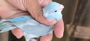 Blue Pied Split Fallow Female Self Feed