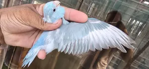 Blue Pied Split Fallow Female Self Feed